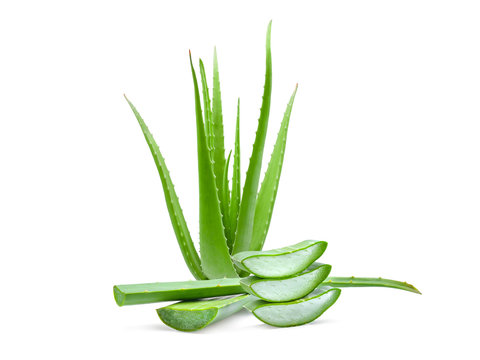 Aloe Vera exporter in India